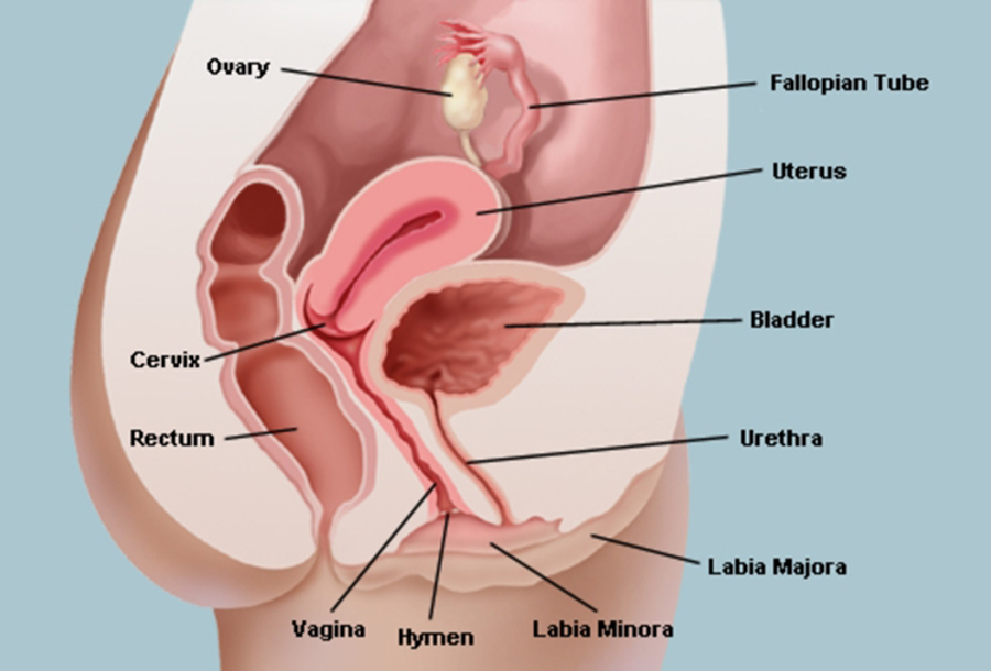 Female vagina structure