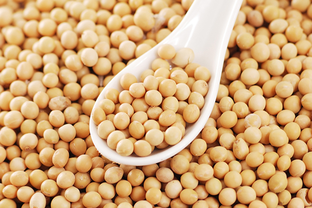 Soy beans contains phytoestrogens which triggers hormonal imbalance