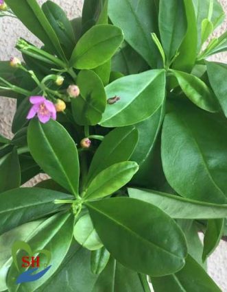 water leaf vegetable