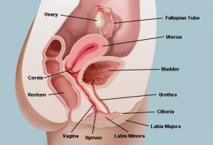 Pregnancy and Female reproductive organs