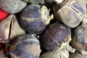 side effects of goron tula overdose. Goron tula for sexual health 