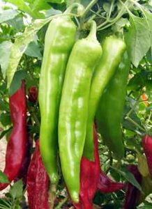 chili pepper is a good source of vitamin c