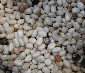 hulled castor seeds