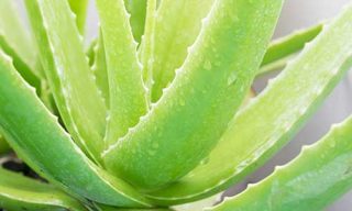 aloe vera as bitter herbs