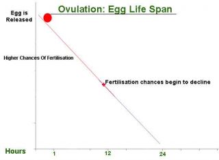 egg fertilisation chances in women during ovulation