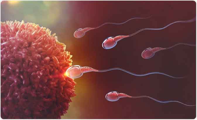 Ovulation and when a woman's egg is ready for fertilisation - diminished ovarian reserve