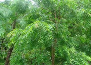 Neem Tree 