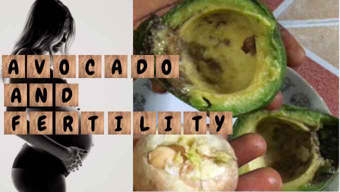 avocado and fertility