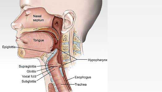 throat cancer causes and symptoms. Sore throat remedies