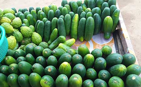 Cucumber health benefits