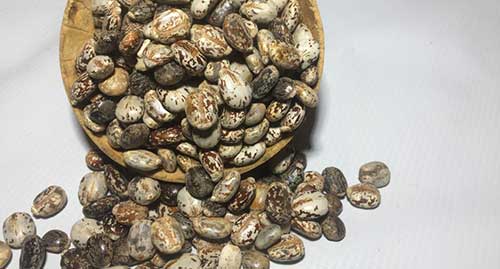 side effects of castor seeds for family planning. How to neutralise effects of castor seed on blood pressure