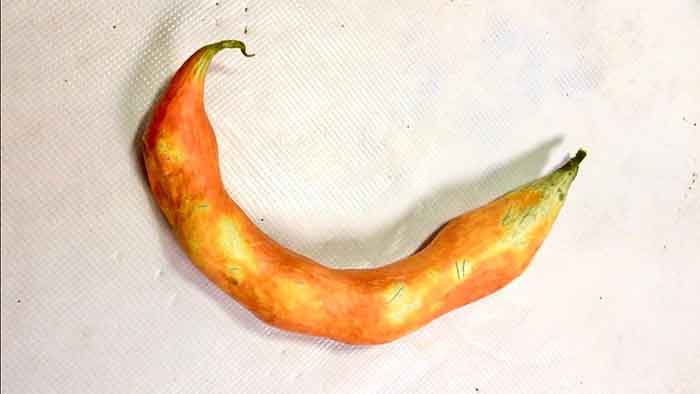 Snake Tomato [Trichosanthes Cucumerina]: 8 Health Reasons People Eat It