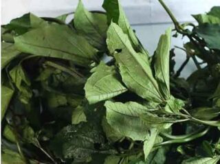 Ugwu Leaf Increases Blood Level