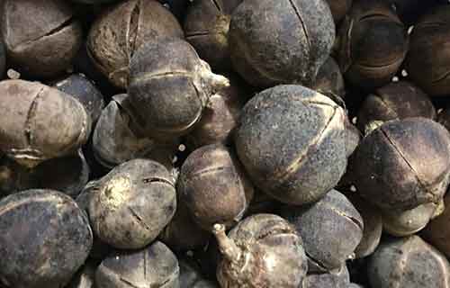 Benefits of goron tula to a man. myths about goron tula