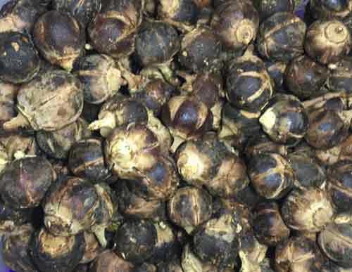 benefits of goron tula sexually. How to preserve goron tula fruits