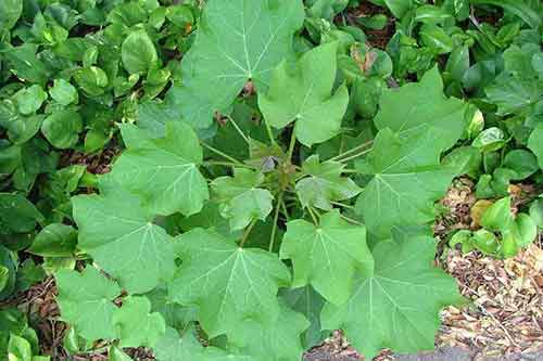 Hospital too far jatropha curcas health benefits