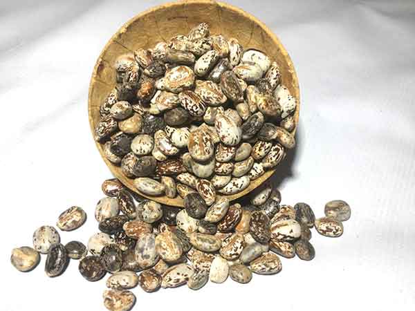 Castor see as contraceptive and castor seed and cancer