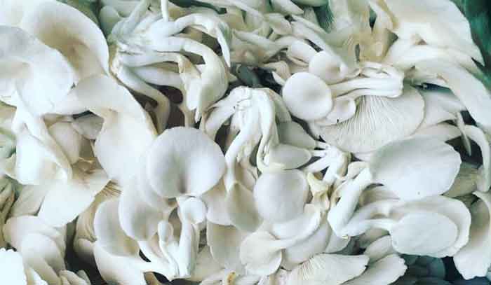 mushrooms fight inflammation. Eat mushroom and Health benefits of mushroom