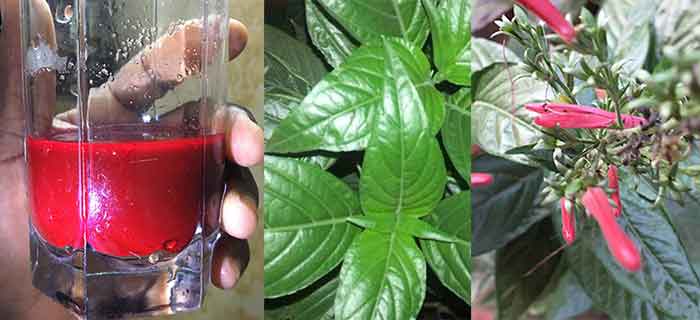 Anemia Treatment - Justicia Carnea