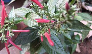 Leaf and flower of Justicia carnea for anemia treatment