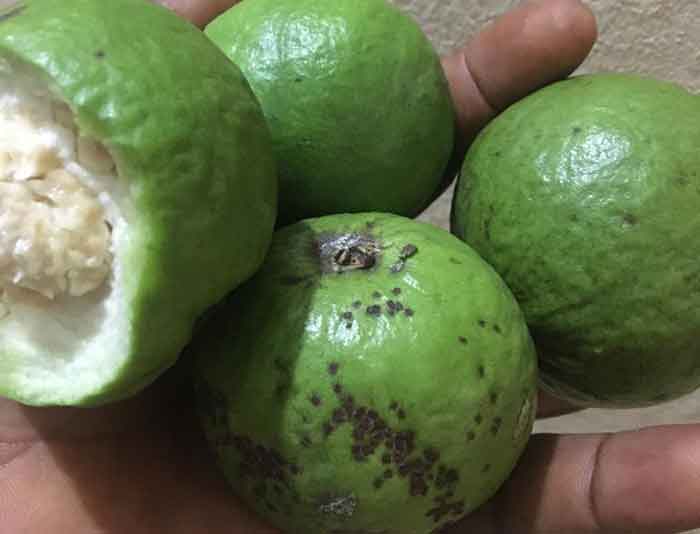 Guava For Weight Loss: Most Effective Use