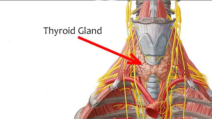 Improve low TSH level - Hypothyroidism