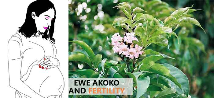 Ewe Akoko and Fertility