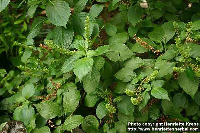 Health benefits of scent leaf