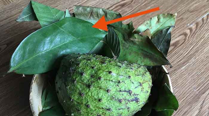 How To Use Soursop Leaf For Treatment Of Cervical Cancer