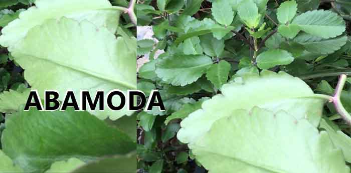 Abamoda health benefits Bryophyllum pinnatum