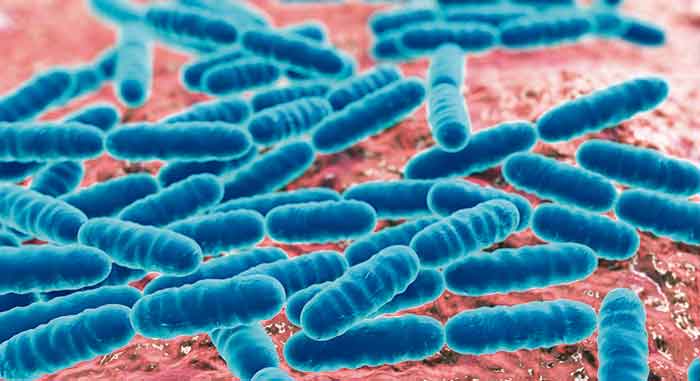 Lactobacillus Bacteria Benefits