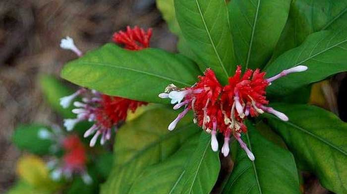 Rauwolfia Serpentina For High Blood Pressure