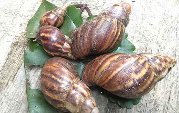 Snail and eyesight. Health benefits of snail