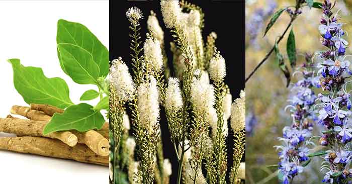 Top 10 Herbs That Boost Female Fertility