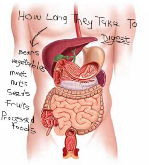 How Long it takes to digest food