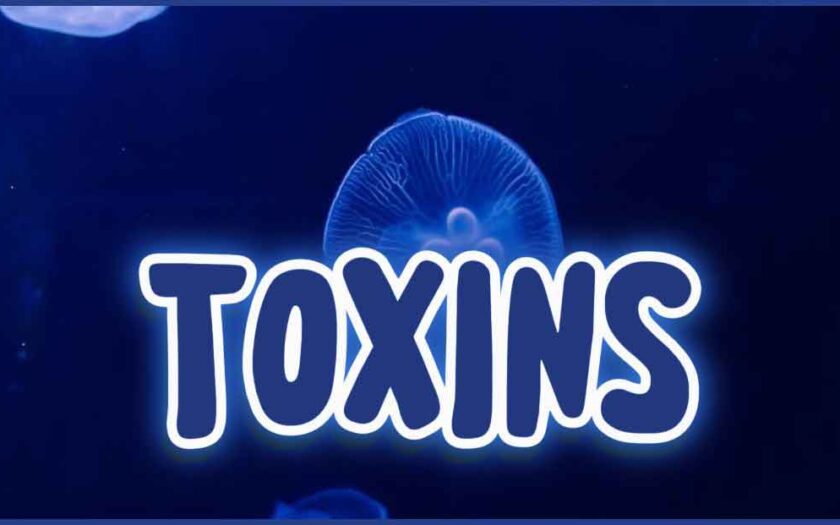 This talk about toxins is increasingly becoming necessary, especially with the amount of chronic diseases we see in humans everyday. If you listen to or watch the NSPPD testimonies you will hear about all manner of diseases, with cancer topping most times. Science has told us that a build up of toxins could trigger cancer. Indeed, every day, humans come in contact with toxins. From the meat they eat to the food items planted with high amount of fertiliser. The chicken is groomed to maturity in less time with artificial feed you could also call fertiliser. All of those come into the food we all eat and when they get to the body, they begin to make the blood excessively acidic and with time, they degrade the immune system, leaving the individual's doors open to all manner of diseases. Ignored Toxins In the midst of these toxins are yet a kind that is as pervasive and influential on your health as other chemicals, even though science is not able to measure it. Toxic thoughts, toxic relationships, anxiety, worry and most of these are by-products of our daily quest to 'make it'. Today, your attention is set up against many assaults that are constant. These keep your mind constantly turned-on all the time. You pick up your phone, there are thousands of messages pouring in. You have hundreds of WhatsApp group messages pouring in. The social media bring in their own contents, making your daily life extremely occupied with thoughts. Again, you are very available for communication since the mobile phone broke the barriers of distance. On top of these, you are busy striving for a great career, relationships, great children, great homes and all. Never has the pressure to succeed been this high in history, yet it is the brain that processes all of these. The Brain Needs Rest The energy to meet these demands going on in the brain keeps it from being available where it is needed in the body. Furthermore, the less time we give to sleep is burdening the brain, stopping it from that cleaning researchers say sleep does to the brain.  Unknowingly, your health depreciates drastically. Over time, something arises that the very religious could describe as an attack - chronic inflammation or a chronic disease.  A good sleep does great good, the same way a good thought strengthens the bones. To avoid these toxins from springing up and push the barriers, make out time to rest and reduce the quest. Also, remember that the race is not to the swift nor to those who have strength. Pray that you may know the time and see the chance made for you by your maker. These ignored toxins -  Toxic thoughts, toxic relationships, anxiety, worry and others - are real. When toxins are high in the body, it becomes weak. When the foundation is weak, what shall the righteous do?