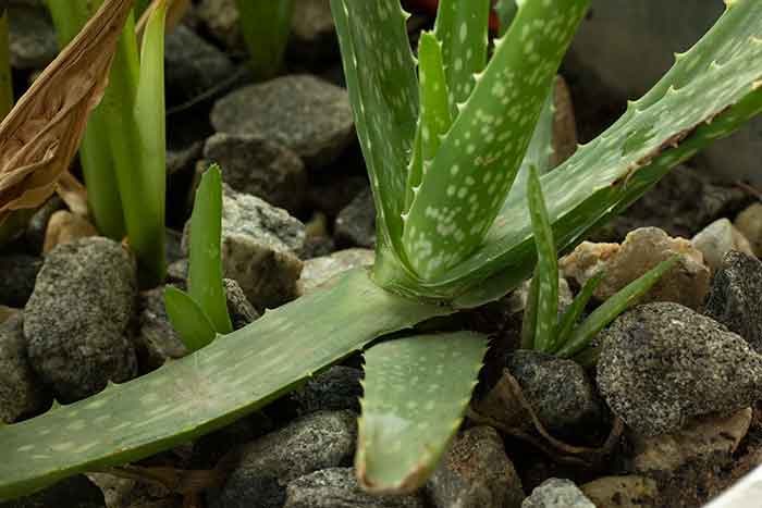 Benefits Of Aloe Vera Juice. Aloe vera for pregnant women