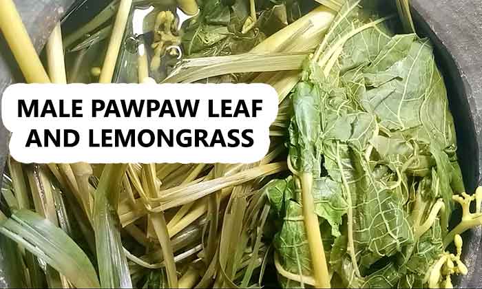 male pawpaw leaf and lemongrass for malaria and typhoid