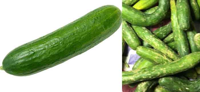 Chinese cucumber and common cucumber