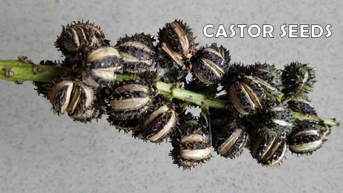 Castor Seed Not Contraceptive Here Is What To Know