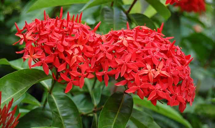 Chinese Ixora for hormone balancing