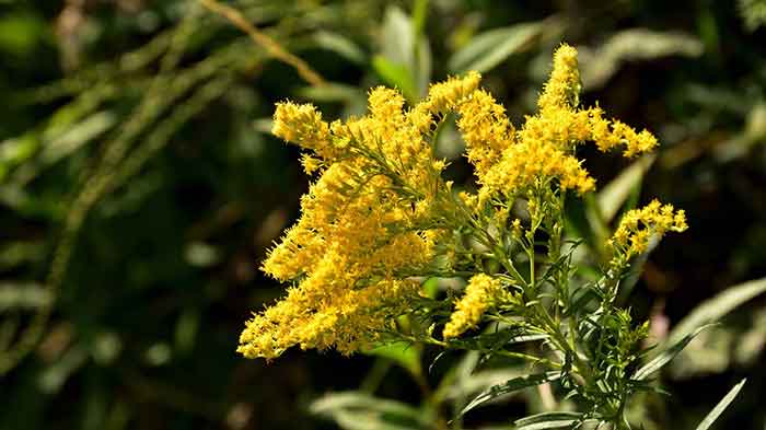 goldenrod for the treatment of prostate health.