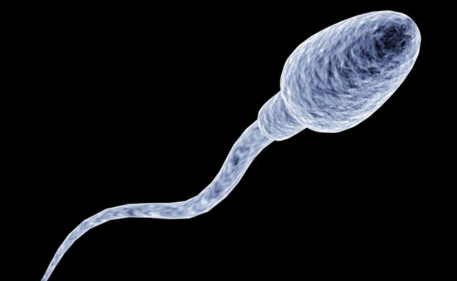 sperm motility