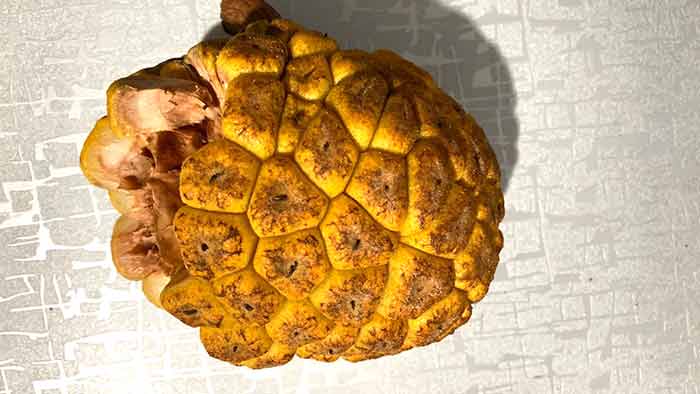 Myrianthus Arboreus (Ujuju): Traditional Uses, Science-Backed Benefits, Evidence